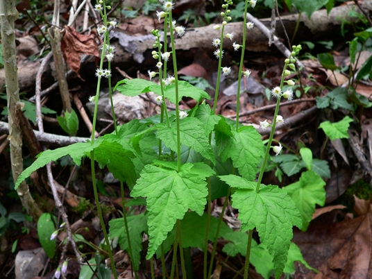 {Mitella diphylla}